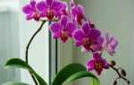 Як змусити орхідею зацвісти? 6 корисних порад. фото