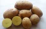 Картопля Гала — опис сорту, фото, характеристика, відео