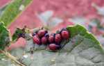 Боротьба з колорадським жуком: народні та хімічні засоби, приманки, профілактика
