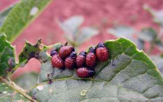 Боротьба з колорадським жуком: народні та хімічні засоби, приманки, профілактика