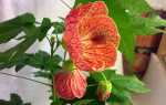 Квітка абутілон — розмноження живцями, насінням, відео