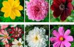 Види космеи — класифікація по висоті рослини, видам квітів, відео