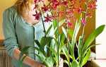 Як правильно доглядати за орхідеєю в домашніх умовах — поради