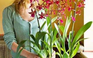 Як правильно доглядати за орхідеєю в домашніх умовах — поради