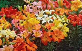Фото і назви сортів лілій з різним забарвленням квітів, відео
