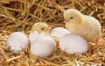У чому секрет вилуплення з яєць курочок, а не півнів, відео