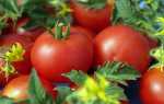 Грибкові захворювання томатів — ознаки, методи профілактики і боротьби, відео