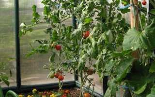 Чому жовтіють і скручуються листя у помідорів в теплиці Що робити