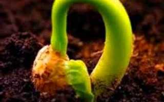 Як виростити бегонію з насіння — відео