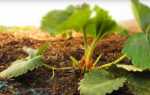 Садова суниця — правильний догляд і весняна подкомка