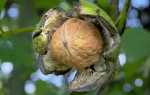Обрізка волоського горіха — какпровесті, схема весняної обрізки, омолодження старого дерева, відео