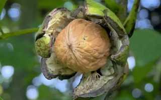 Обрізка волоського горіха — какпровесті, схема весняної обрізки, омолодження старого дерева, відео