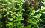 Бакопа мадагаскарська — особливості вирощування, обрізка, відео