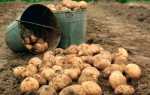 Захист картоплі від дротяників — кращі способи, відео