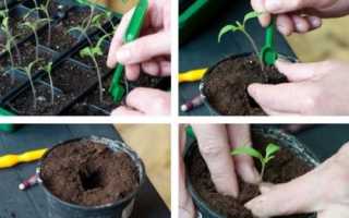 Як пікірувати томати із загальної ємності і окремо-зростаючі, відео