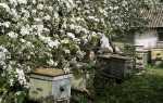 Бджільництво — весняні роботи на пасіці, поради починаючому пасічнику по роботах в травні, облаштуванні пасіки, відео