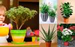 Рослини для дитячої кімнати — як вибрати корисні рослини, відео