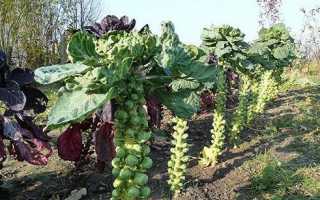 Брюссельська капуста — вирощування у відкритому грунті, догляд, відео