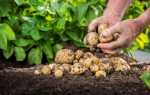 «Табу ТРІО» — безпечна передпосівна профілактика хвороб і шкідників картоплі