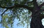 Береза ​​чорна — фото і опис дерева, особливо, відео