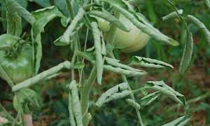 У помідорів скручуються листя 2019: чому (причини) і що робити, як допомогти рослині |