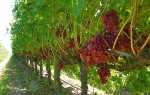 Різні способи розмноження винограду відводками влітку + відео