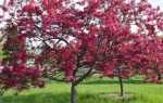 Яблуня з червоним листям: особливості виду, популярні сорти, відео