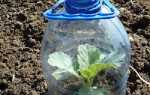 Капуста — метод вирощування без розсади у відкритому грунті, відео