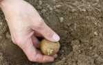 Що садити після картоплі Після чого садити картоплю Таблиця сівозміни