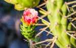 Аустроциліндропунція — оригінальний кактус для ледачих квітникарів. Догляд в кімнатних умовах. фото