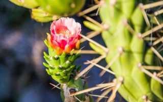 Аустроциліндропунція — оригінальний кактус для ледачих квітникарів. Догляд в кімнатних умовах. фото