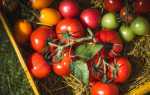 Кращі сорти томатів сибірської селекції з фото для теплиць і відкритого грунту на 2019 рік Відгуки