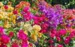 Бугенвіллія — ​​фото, квітка сорту Сандеріана, Олександра, Double Lilarose, відео