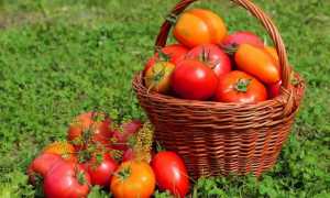 Як вносити фосфорно-калійні добрива для томатів
