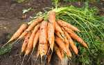 Як виростити хороший урожай моркви в Ленінградській області + відео