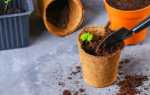 13 кімнатних рослин, які легко виростити з насіння в домашніх умовах. фото