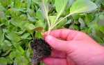Як посадити і виростити розсаду капусти в домашніх умовах — відео