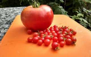 Таблиці характеристик сортів томатів. Сорти томатів за способом вирощування, за типом росту, термінами дозрівання