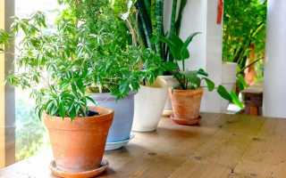 Підбір кімнатних рослин, придатних до умов в вашому домі. фото