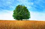 Тривалість життя дерев, скільки живуть, таблиця, відео