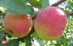 Плодові дерева влітку — внесення добрив після плодоношення, відео