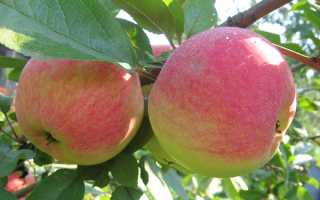 Плодові дерева влітку — внесення добрив після плодоношення, відео