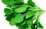 Смачний і корисний шпинат — правила вирощування, використання в кулінарії, відео