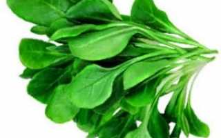 Смачний і корисний шпинат — правила вирощування, використання в кулінарії, відео