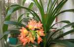 Кливия — фото квітки рослини, чому не цвіте в домашніх умовах і що робити для викиду квітконосу, відео