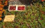 Вирощування журавлини на дачі — вибір місця, підготовка грунту, правила посадки, відео