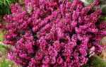 Еріка рожева Мерітон — опис, особливості вирощування, відео