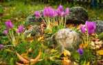 Осінні крокуси — короткий опис видів, посадка і догляд, відео