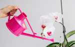 Як поливати орхідею в домашніх умовах? Особливості поливу в певний час розвитку. фото