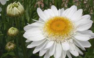 Ромен квітка. Опис, особливості, види і догляд за ромену